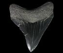 Serrated, Fossil Megalodon Tooth - Georgia #65770-2